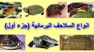 أنواع السلاحف البرمائية بالصور - الجزء الأول