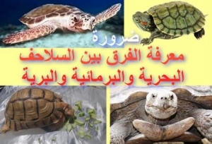 ما ضرورة معرفة الفرق بين السلاحف البحرية والبرمائية والبرية