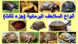 انواع السلاحف البرمائية بالصور، السلاحف الصندوقية، الجزء الثالث
