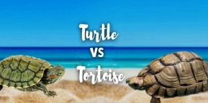 السلحفاة البرية و المائية و شبه المائية | الاختلافات و أوجه الشبه