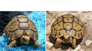 معلومات و حقائق عن السلاحف البرية – الجزء الثاني