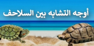 اوجه التشابه بين السلاحف البرية و البحرية و البرمائية