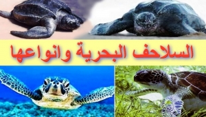 معلومات عن السلاحف البحرية 