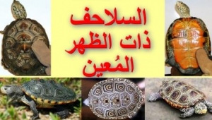 أنواع السلاحف البرمائية بالصور (السلاحف ذات الظهر المعين)