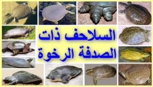 انواع السلاحف البرمائية بالصور الجزء الرابع، السلاحف رخوة الصدفة