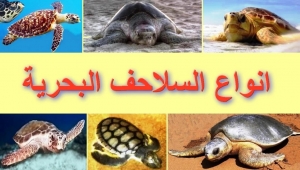 ماذا تعرف عن انواع السلاحف البحرية