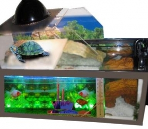 هل يمكن وضع السلاحف والأسماك معا في نفس الحوض 
