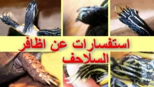 استفسارات وردود على مشاكل اظافر السلحفاة