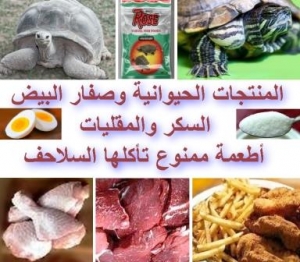السكر والمنتجات الحيوانية وصفار البيض والمقليات ممنوع تأكلها السلاحف