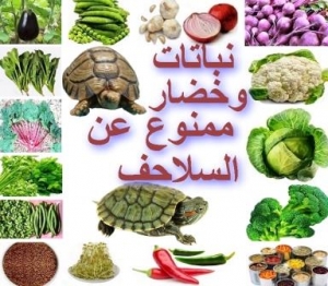نباتات وخضروات ممنوع أن تأكلها السلاحف