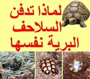 لماذا تدفن السلاحف البرية نفسها تحت الأرض 