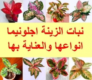 نبات الزينة اجلونيما 