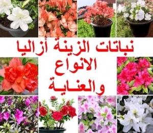 نبات الزينة أزاليا