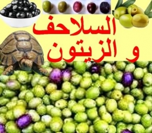 هل تستطيع السلاحف أكل الزيتون 