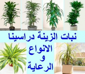 نبات الزينة دراسينا