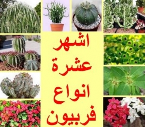 تعرف على أشهر 10 أنواع من نباتات فربيون