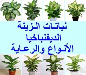 نبات الزينة دفنباخية 