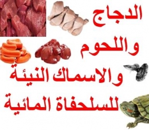 اللحوم والدجاج والأسماك النيئة كطعام للسلاحف المائية