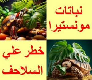 خطورة نباتات الزينة ‬‎مونستيرا على السلاحف