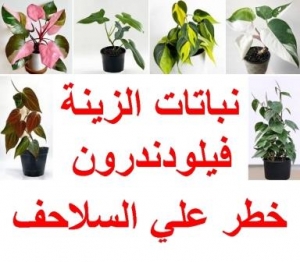 خطورة نباتات الزينة فيلودندرون ‬على السلاحف