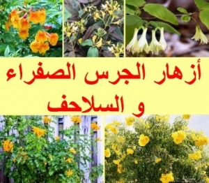 أزهار الجرس الصفراء والسلاحف