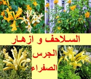 شجرة زهر العسل الرأسي والسلاحف