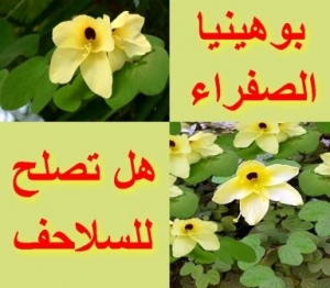 أزهار بوهينيا الصفراء هل تصلح للسلاحف