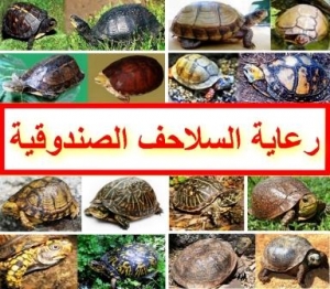 رعاية السلاحف الصندوقية