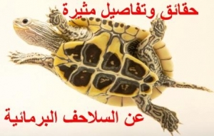 عالم السلاحف البرمائية: حقائق مدهشة وتفاصيل مثيرة (الجزء الثاني)