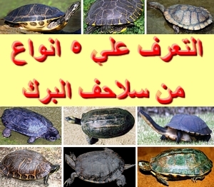 استكشاف المزيد من كنوز البرك: دليلك المصور لرعاية خمس سلاحف مائية فريدة