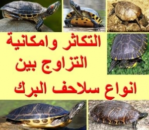 التكاثر وإمكانية التزاوج بين أنواع سلاحف البرك