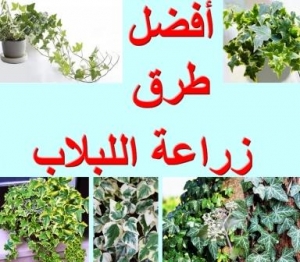 نبات اللبلاب: أفضل طرق زراعته ورعايته في المنزل وتجنب أهم الأخطاء