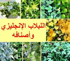 سحر اللبلاب الإنجليزي: نظرة على أنواعه وجماله المتنوع