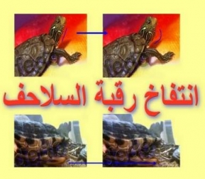 7 أسباب لانتفاخ رقبة السلحفاة وماذا عليك أن تفعل