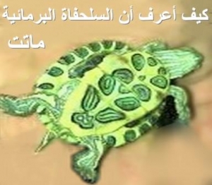 كيف تعرف أن السلحفاة البرمائية ماتت؟ وطريقة التصرف بأمان