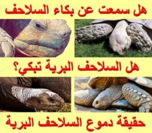 حقيقة دموع السلاحف البرية