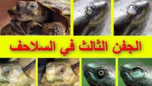 الجفن الثالث عند السلاحف: ما هو؟ وما فوائده وأبرز مشاكله؟