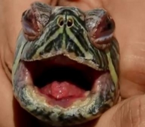 أسباب وعلاج مرض التهابات الحلق وتقرحات الفم عند السلاحف