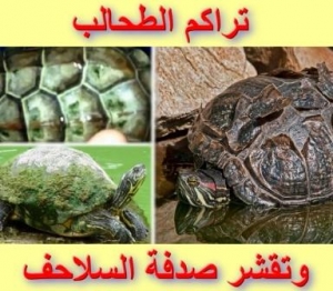 تراكم الطحالب وتقشر الصدفة عند السلاحف