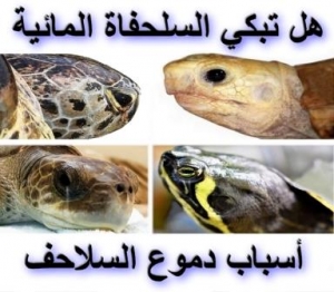 هل تبكي السلحفاة المائية: أهم الأسباب وراء دموع السلاحف