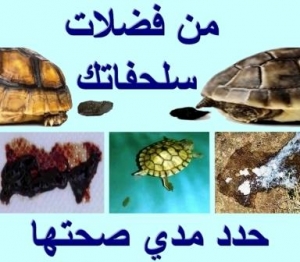 فضلات السلحفاة تخبرك عن مدي صحتها  |   براز السلحفاة الصحي  |   الشيء الأبيض في فضلات السلاحف