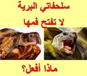 السلحفاة البرية لا تفتح فمها: أسباب قد تفاجئك وطرق وقاية بسيطة وفعالة