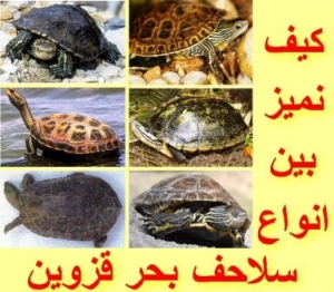 كيف تميز بين أنواع سلاحف قزوين؟ دليل مبسط بالصور والفروق الواضحة