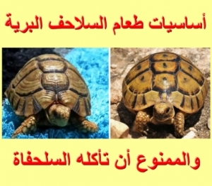 أساسيات طعام السلاحف البرية والممنوع أن تأكله السلحفاة