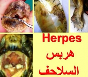 هربس السلاحف: أخطر الأمراض الفيروسية التي تهدد حياتها