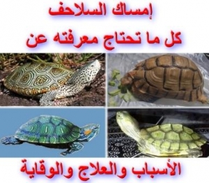 إمساك السلاحف: كل ما تحتاج معرفته عن الأسباب والعلاج والوقاية