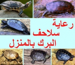 سلاحف البرك: دليل شامل لرعايتها في المنزل 