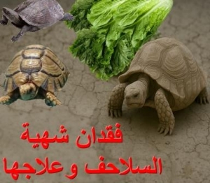 أسباب فقدان الشهية عند السلاحف وطرق علاجها: دليل شامل لصحة سلحفاتك