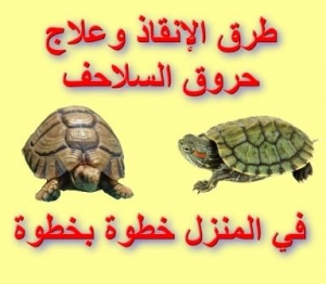 حروق السلاحف: الأسباب، طرق الإنقاذ وعلاج حروق السلاحف في المنزل خطوة بخطوة