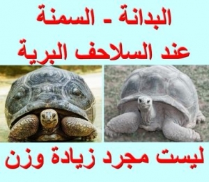 البدانة (السمنة المفرطة) عند السلاحف البرية – الأسباب والعلاج